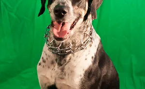 English Pointers, Anyone?