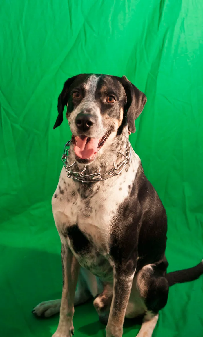 English Pointers, Anyone?