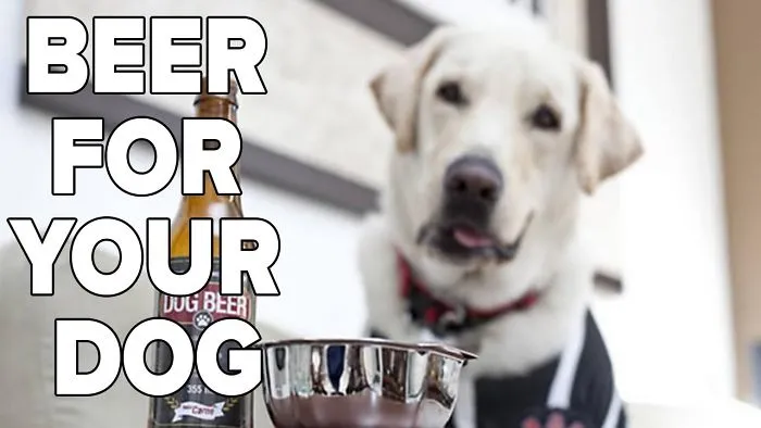Beer For Your Dog