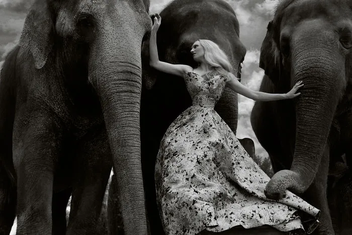 Autumn For The Elephants