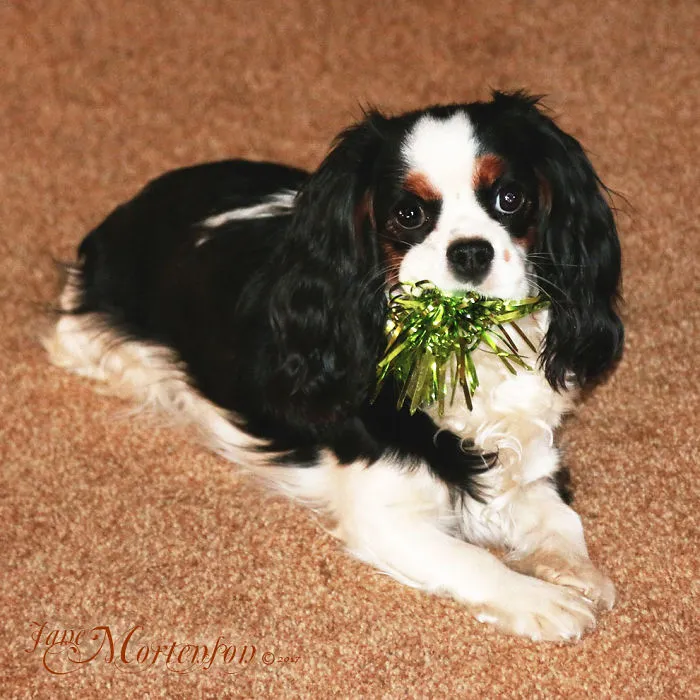 No Christmas Present Is Safe!