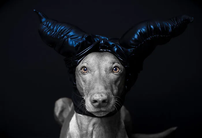 I Found A Way To Honor My Pharaoh Hound And The Joy He Gives Us Through Images Will Make You Smile!
