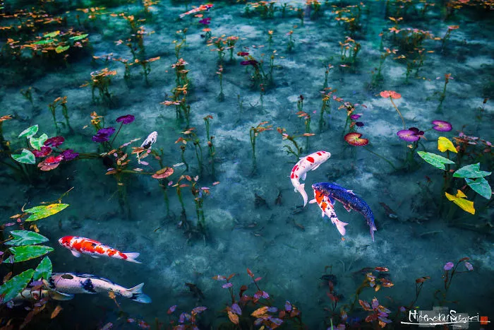 ‘Monet’s Pond’ In Japan That Looks Like Monet’s Paintings.