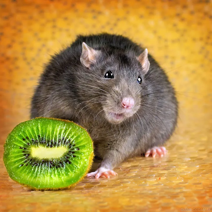 Yummm, Kiwi! (I Can't Remember Her Name... Sorry About That!)