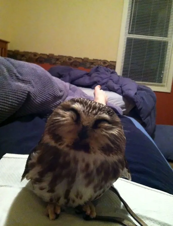 My Friend Works At A Bird Of Prey Rehabilitation Center. This Morning She Woke Up With This Cutie On Her Chest