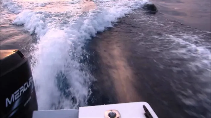 Orcas Chase Boat Near San Diego Bay
