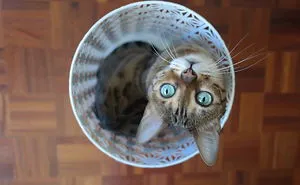 If It Fits, I Sits: Post Your Photos Of Cats Fitting Into The Tightest Spaces