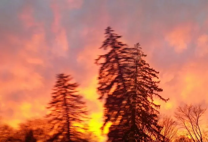Photographing Trees On Panoramic Mode When This Happened...