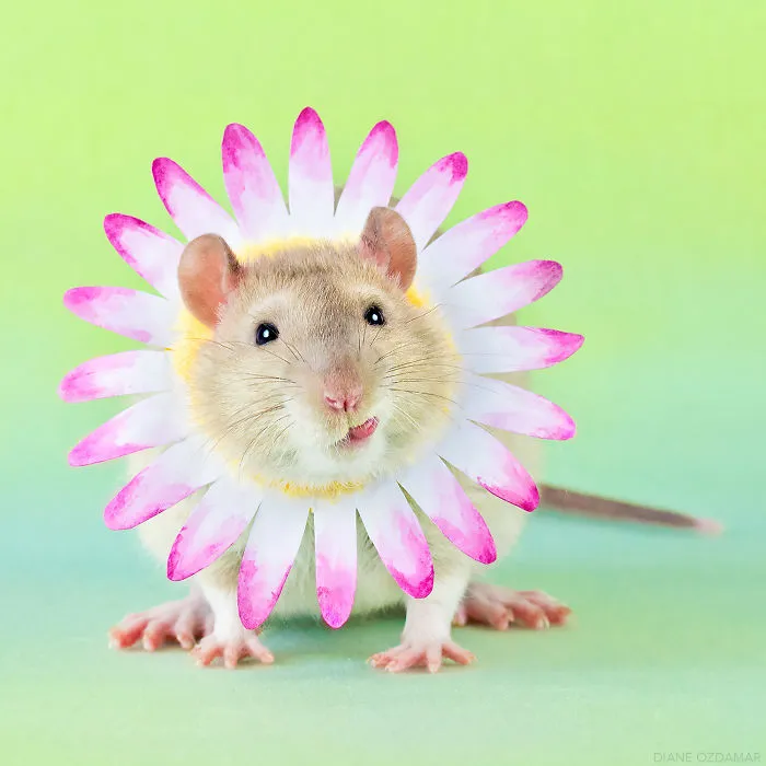 Trust Me, I'm A Daisy (Tjall)