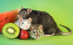 I've Spent Years Photographing Rats To Break The Negative Image Of Rats By Taking Cute Pics Of Them