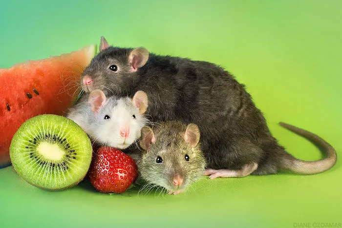 Brothers Snuggling (Wait For It, Tasty Cool And Lillebjörn)