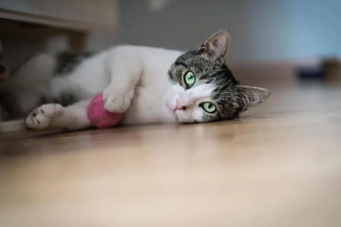 Cat Is Looking For Home, 2 Years Old