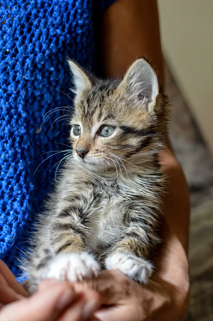 Kitten Is Looking For Home, 2,5 Month Old