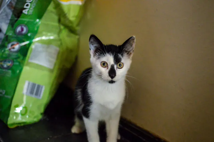 Kitten Is Looking For Home, 3 Month Old