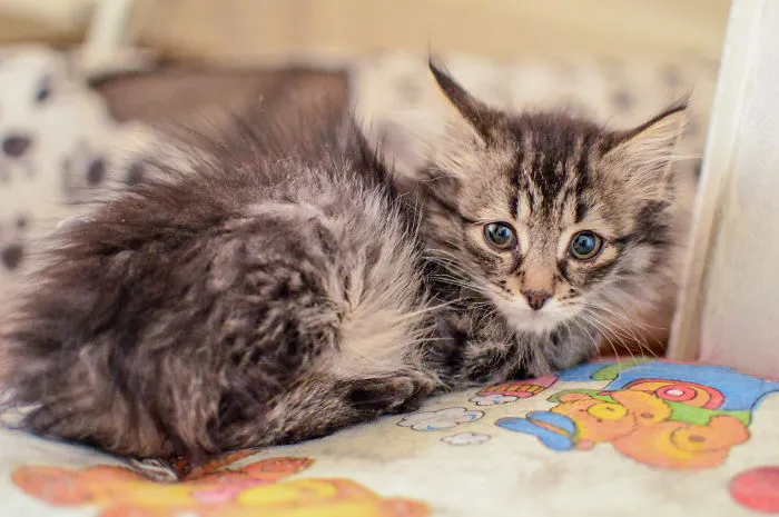 Kitten Is Looking For Home, 2,5 Month Old