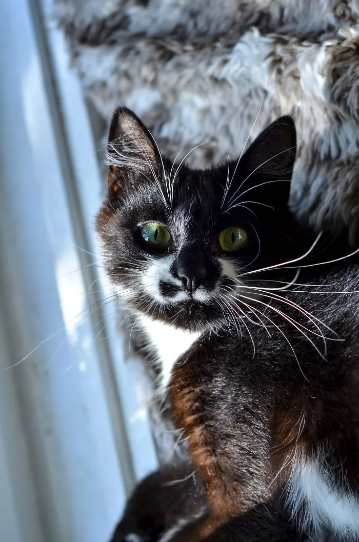 Cat Is Looking For Home, 3-4 Years Old
