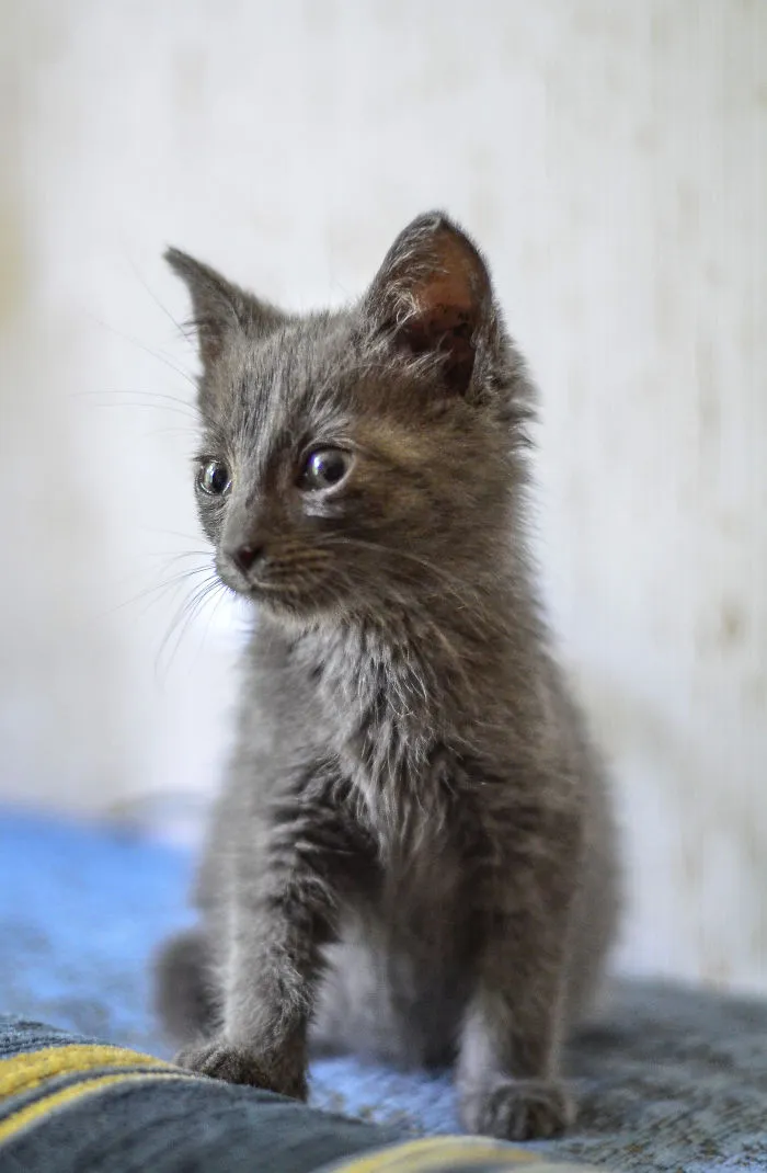 Kitten Is Looking For Home, 2,5 Month Old
