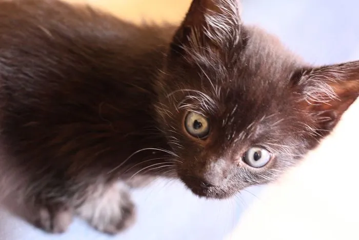 Kitten Is Looking For Home, 2,5 Month Old