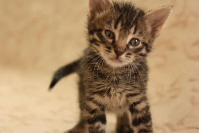 Kitten Is Looking For Home, 2,5 Month Old