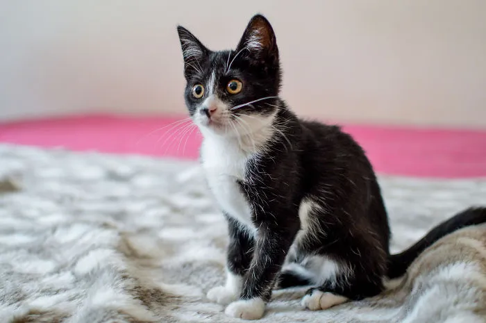 Kitten Is Looking For Home, 3 Month Old