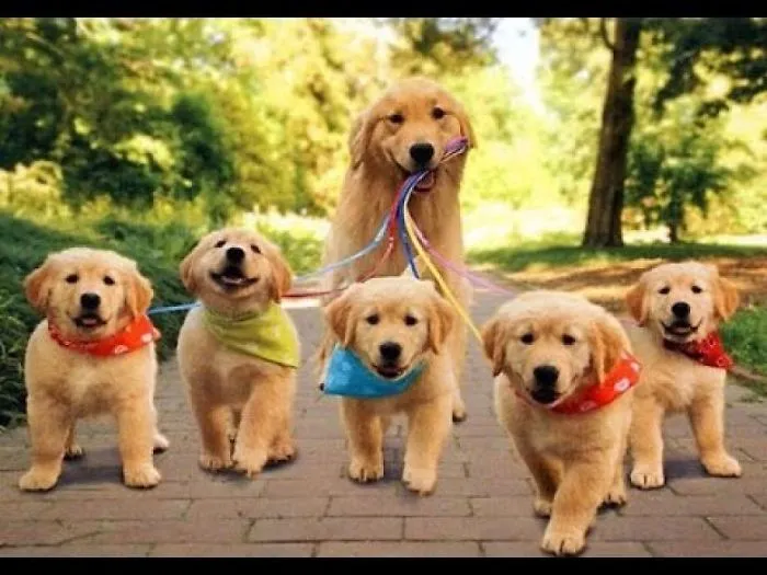 Cuteness Overload Cute Kittens & Puppies