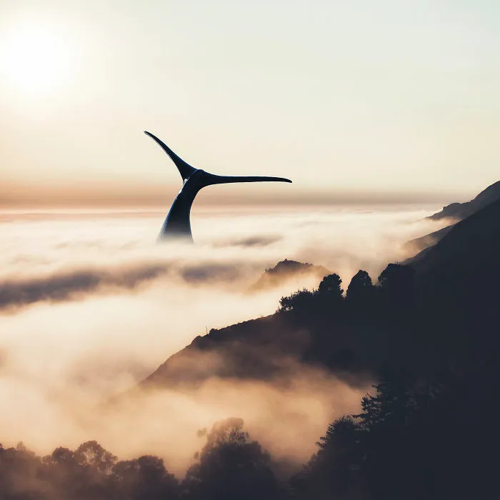 Whale In Fog