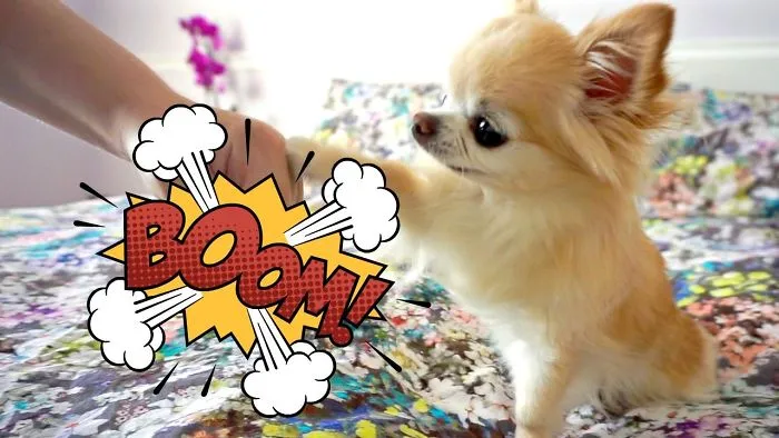 Cute Puppy Sized Chihuahua Fist Bumping Like A Pro