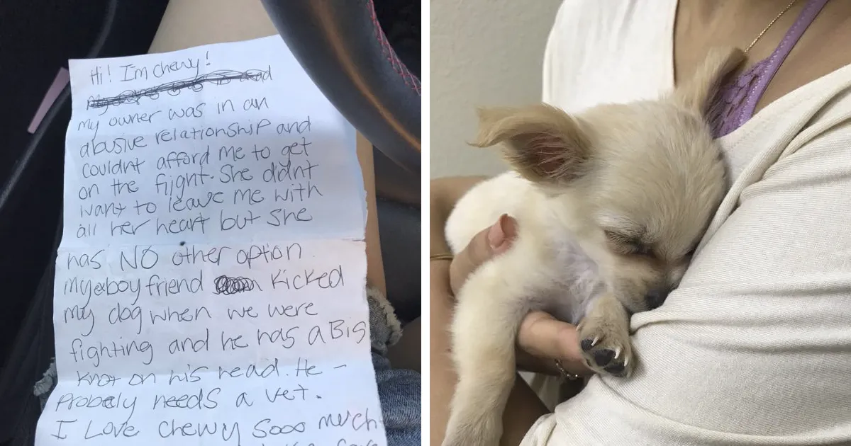 Este cachorrito fue abandonado en un aeropuerto con una nota conmovedora de su dueña que te hará llorar