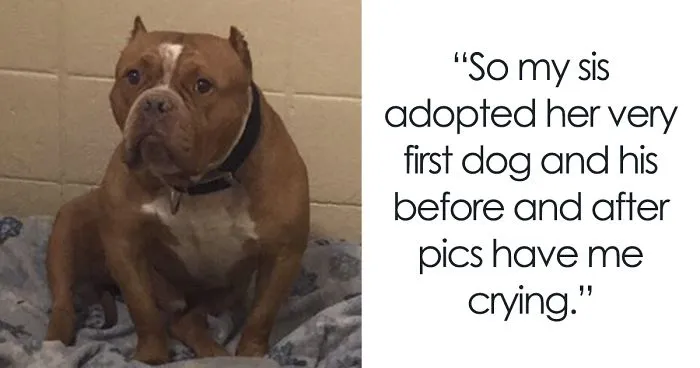 "My Sister Adopted Her Very First Dog And His Before & After Pics Have Me Crying"