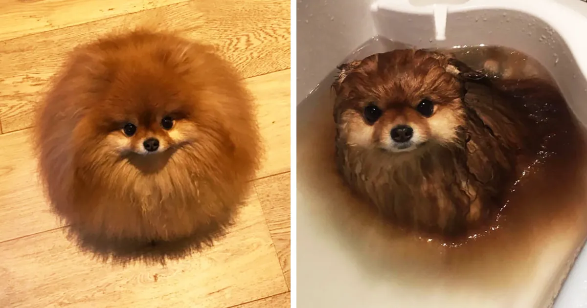 ¿Sabías que los perros pomeranios se derriten en el agua? Este dueño lo descubrió demasiado tarde