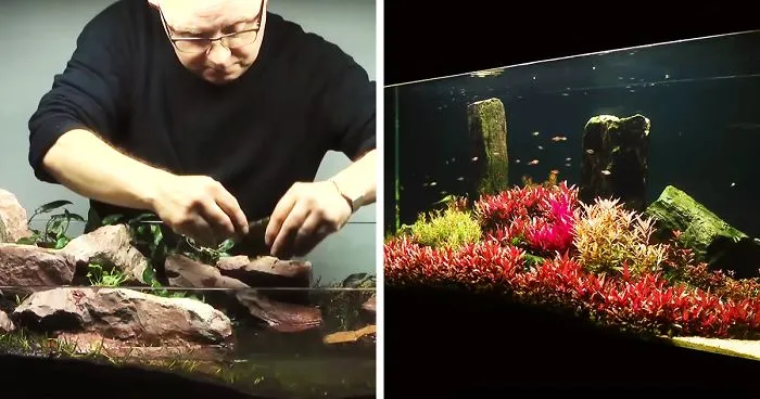 Aquascaping: The Art Of Aquarium Decoration