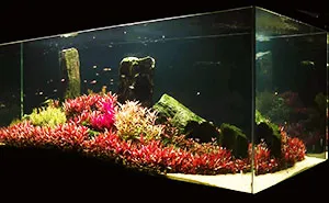Aquascaping: The Art Of Aquarium Decoration
