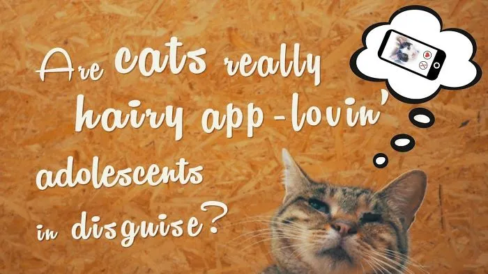 Are Cats Hairy App Loving Adolescents In Disguise? Probably!