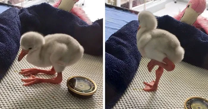 Baby Flamingo Tries Hard To Be Adult, Becomes Internet Star
