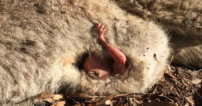 Rescuers Rush To A Car Accident, Then They See The Tiniest Hand Reaching For Help