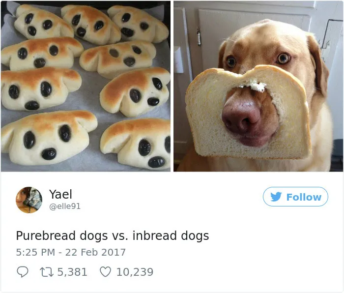 231 Times Women Won The Internet With Their Hilarious Tweets In 2017