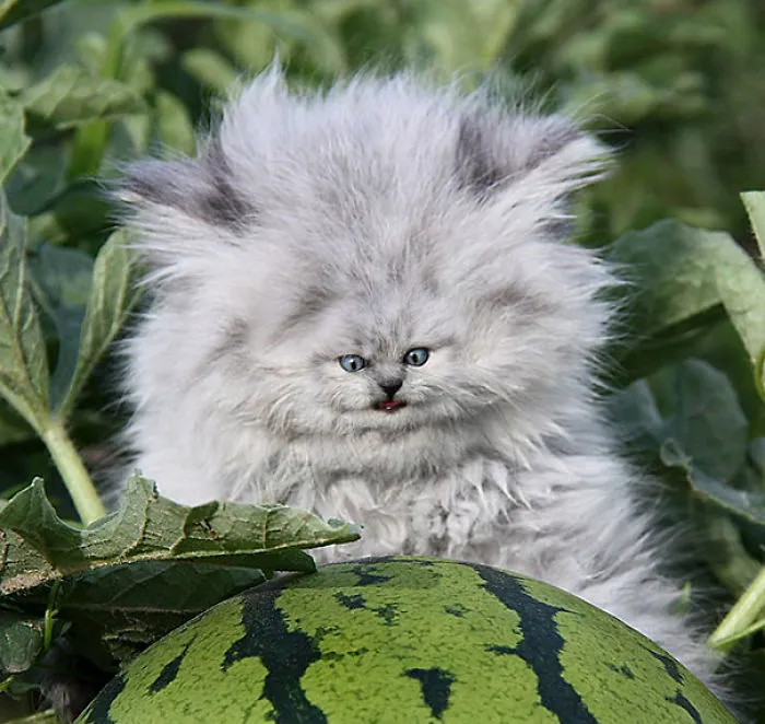People Are 'Breeding' Cats With Tiny Faces, And We Can't Decide Whether They're Cute Or Scary (Add Yours)