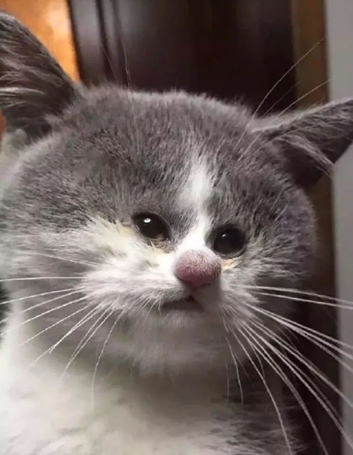 People Are 'Breeding' Cats With Tiny Faces, And We Can't Decide Whether They're Cute Or Scary (Add Yours)