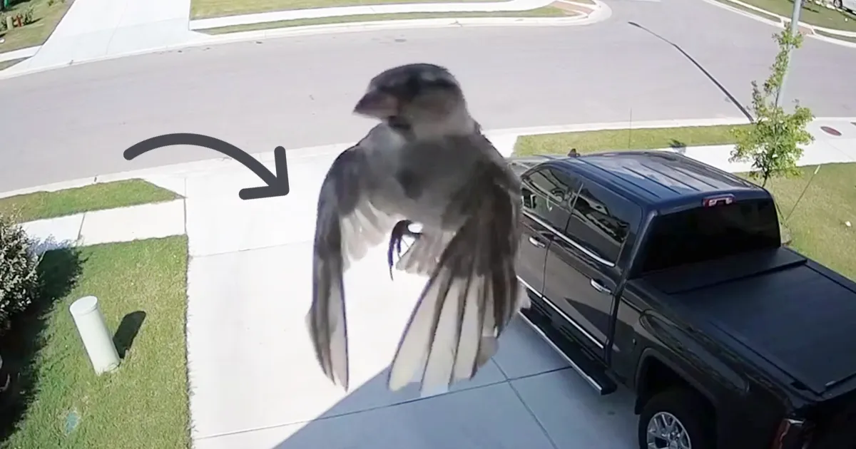 Las alas de este pájaro se sincronizan perfectamente con la frecuencia de cuadro de la cámara y te dejará alucinando