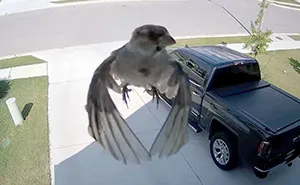 Bird's Wings Get Perfectly Synced With Camera's Frame Rate And It Will Mess With Your Mind