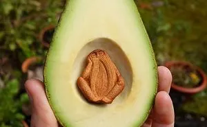 Most People Throw Away Avocado Pits, But This Artist Carves Them Into Magical Forest Creatures