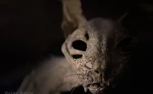 Photographer Took A Photo Of A Mummified Cat Found In A Ceiling