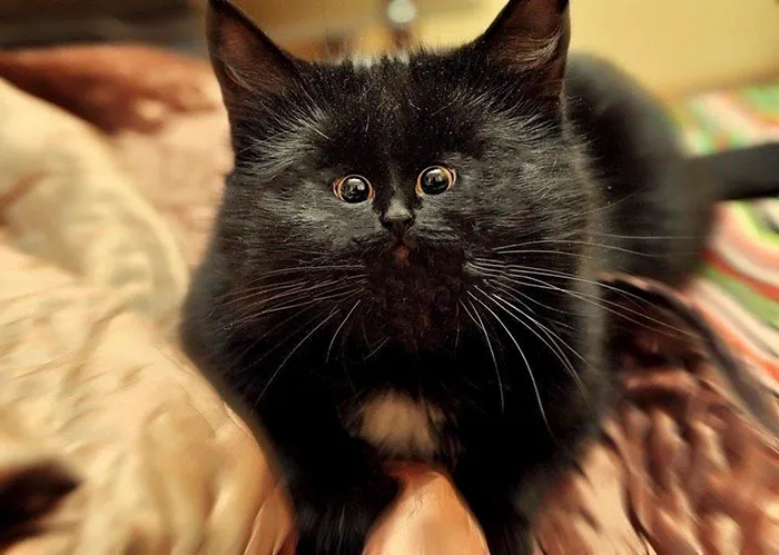People Are 'Breeding' Cats With Tiny Faces, And We Can't Decide Whether They're Cute Or Scary (Add Yours)