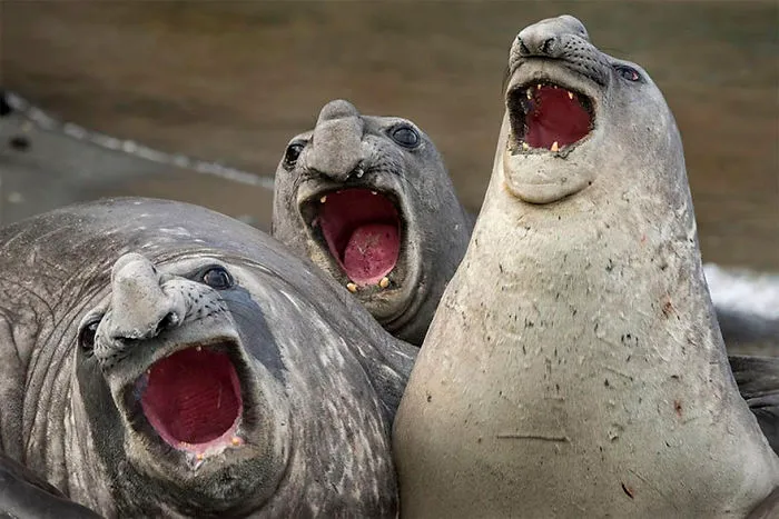 Three Tanors, South Georgia Island By Roie Galitz