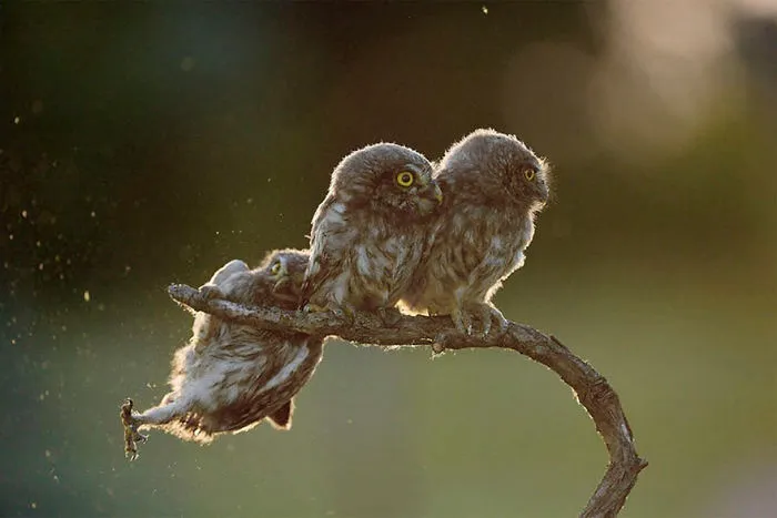 Help!!!, Opusztaszer, Hungary By Tibor Kercz