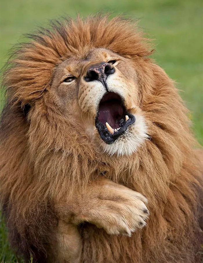 Oooh Matron - Carry On Up The Jungle!, Tanzania By Gill Merritt