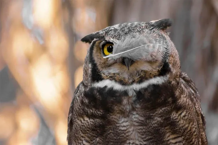 Pirate In Disguise, Metropolitana, Chile By Andres Vejar