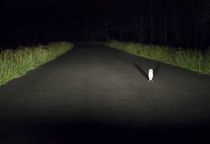 Stopped By A Toll Collector, Queensland, Australia By Katarina Denesova