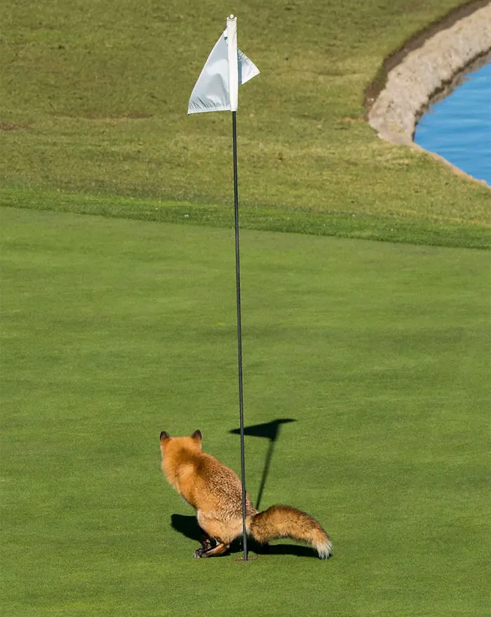 Must Have Three-putted, San Jose, California By Douglas Croft