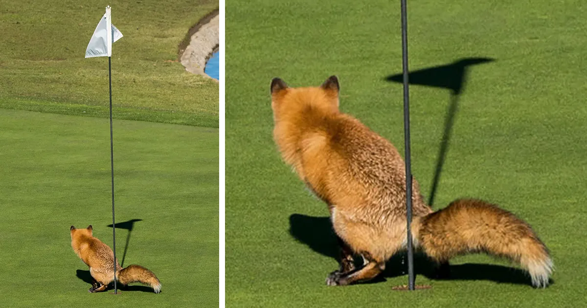 10+ Divertidas imágenes de los premios de fotografía Comedy Wildlife de 2017